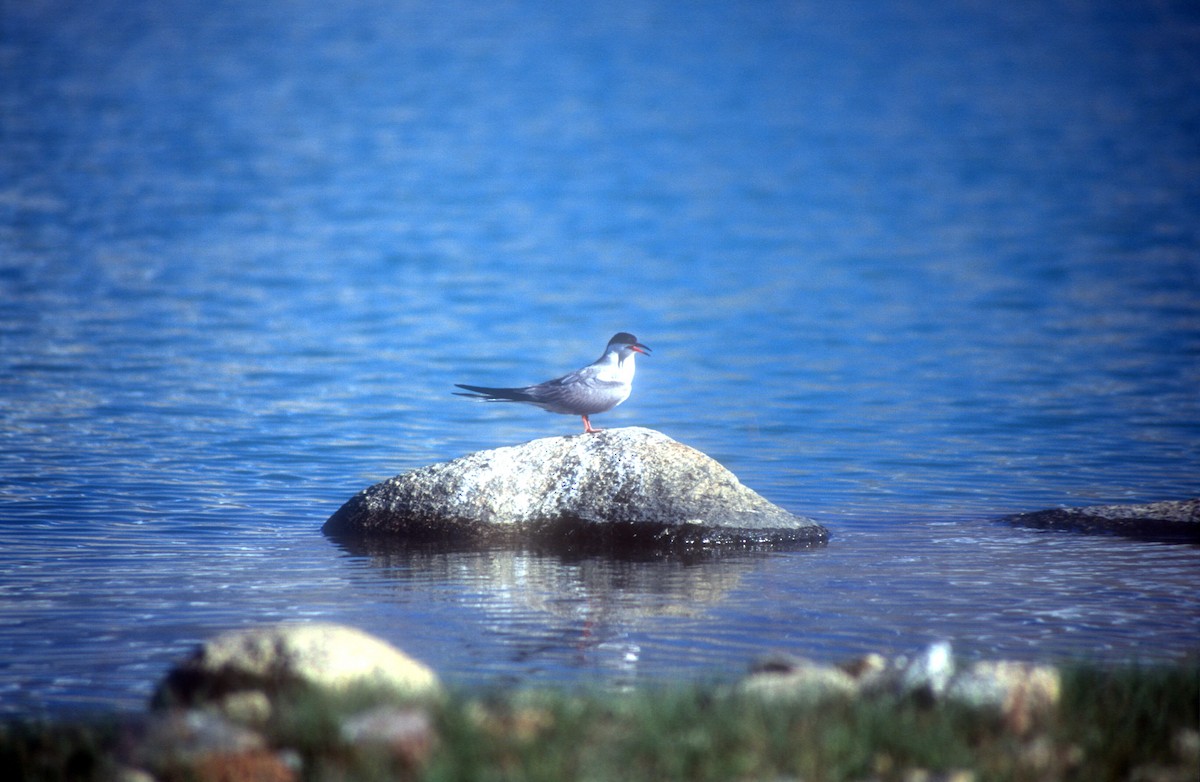 Common Tern - ML612113734