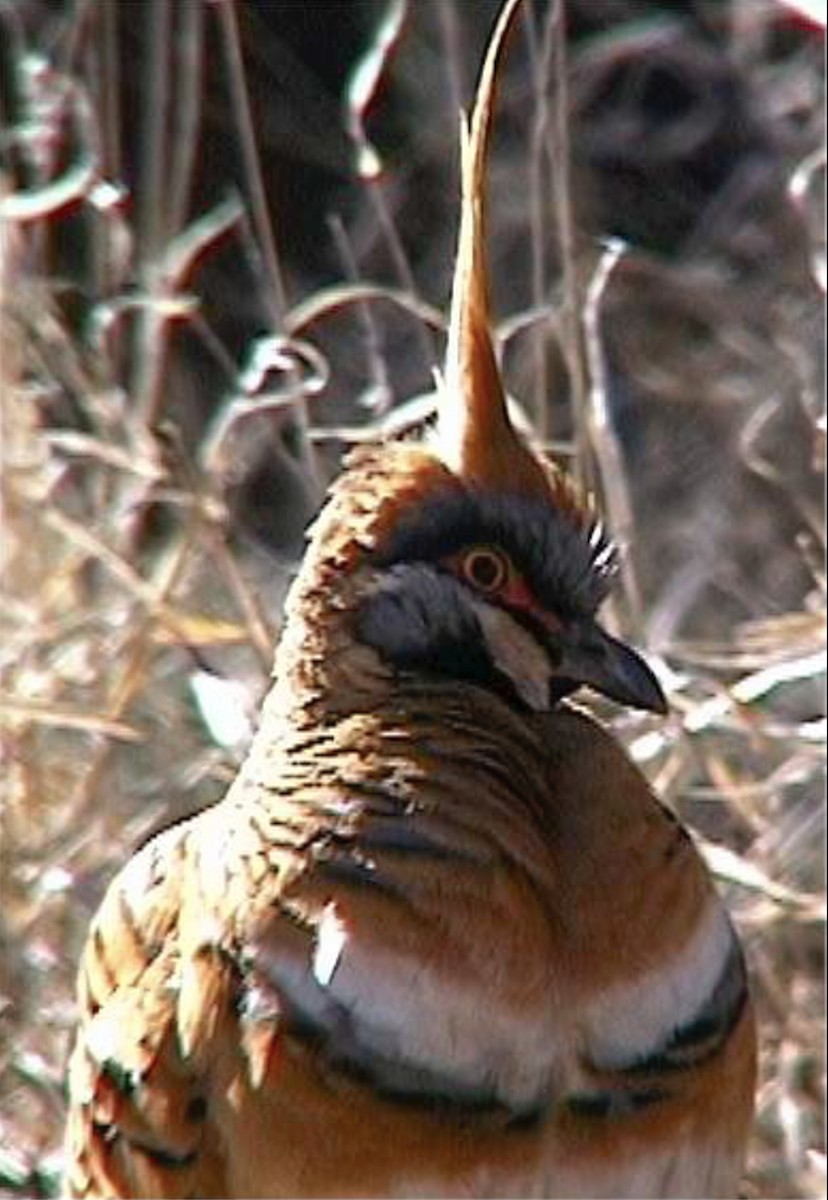 Spinifex Pigeon (White-bellied) - ML612114028