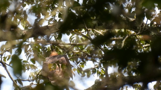 Цейлонский хохлатый орёл - ML612114173