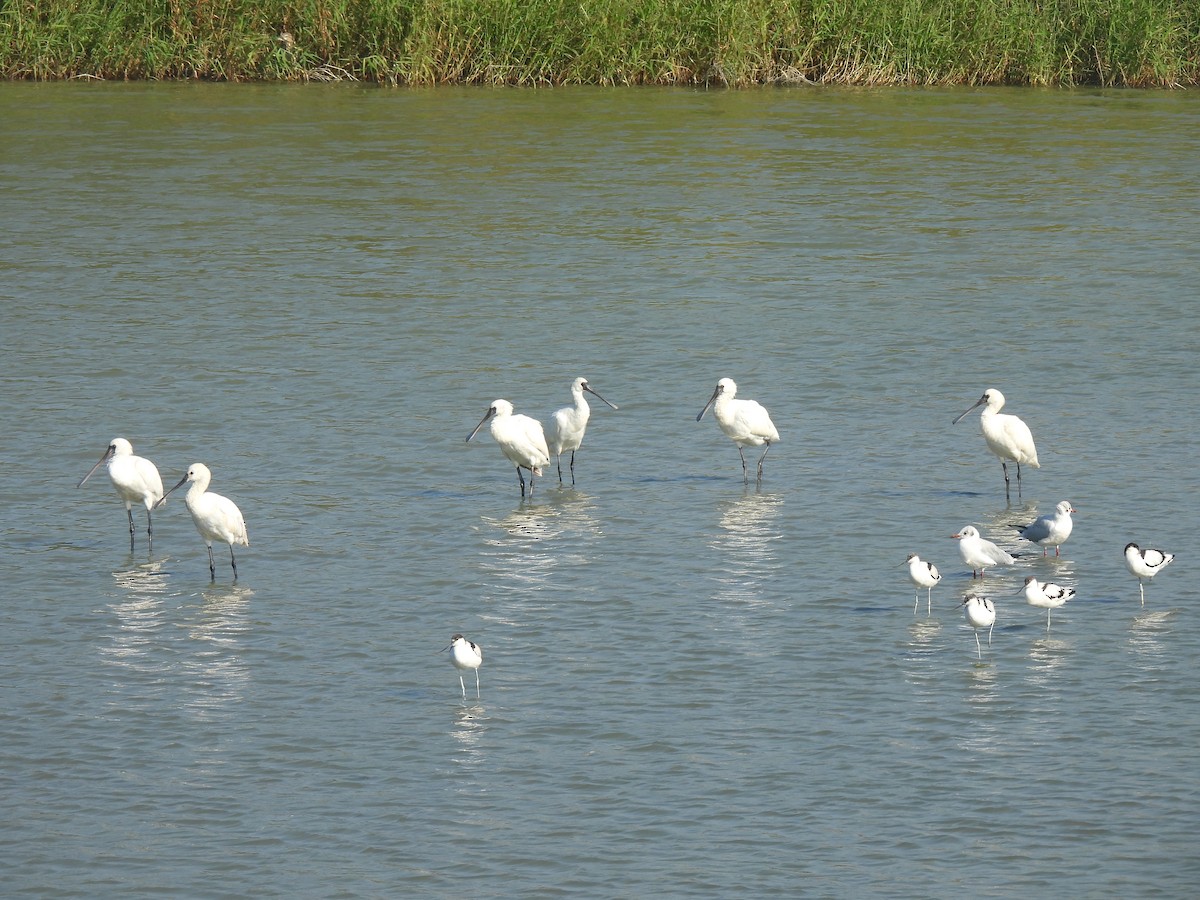 Black-faced Spoonbill - Anonymous
