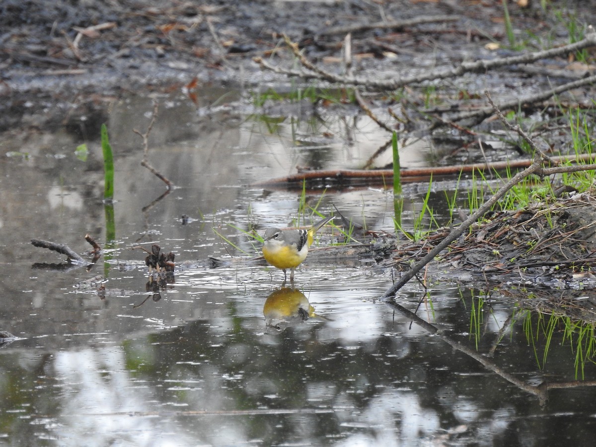 Gray Wagtail - ML612114296