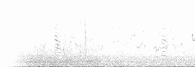 hvithodehonningskvett - ML612114496