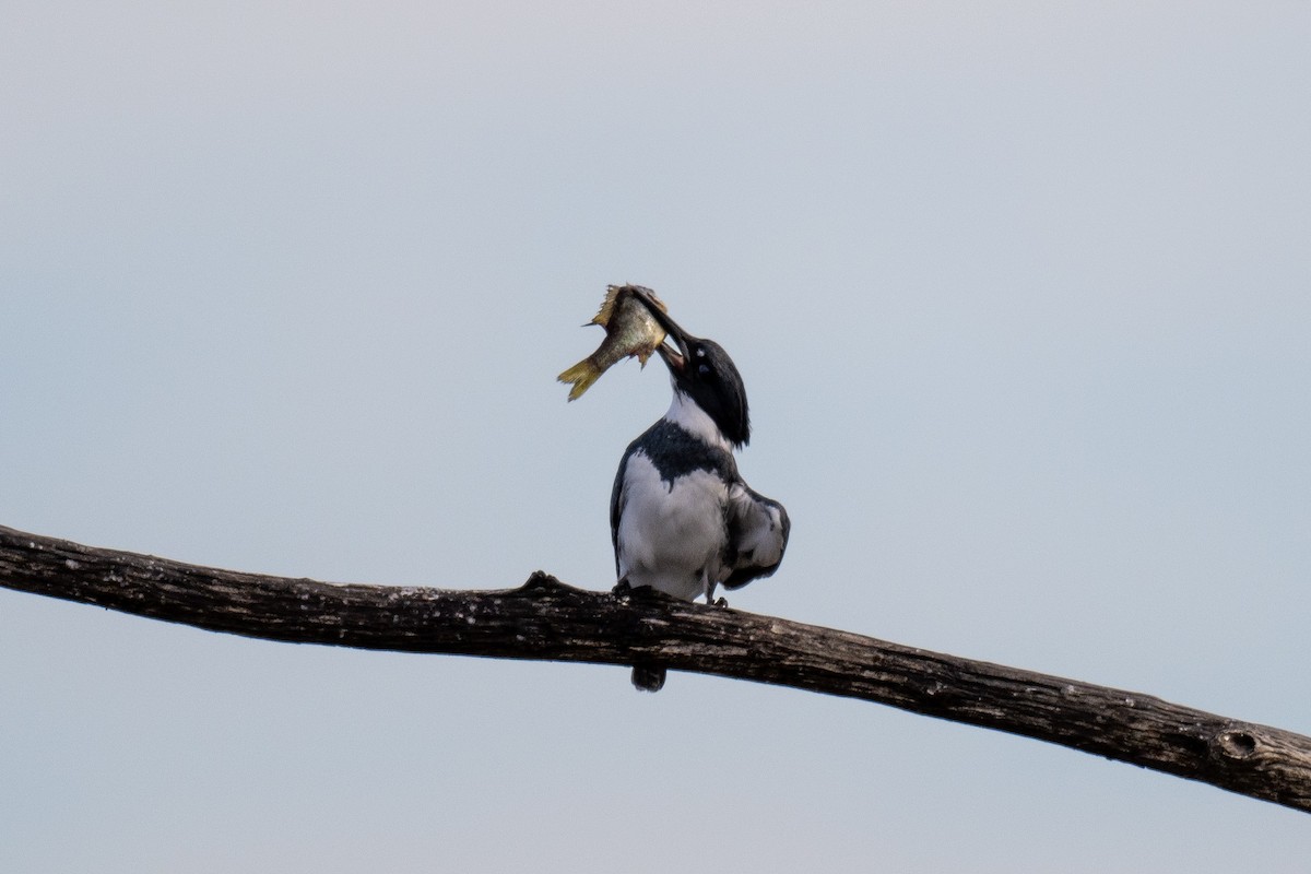 Belted Kingfisher - ML612114530
