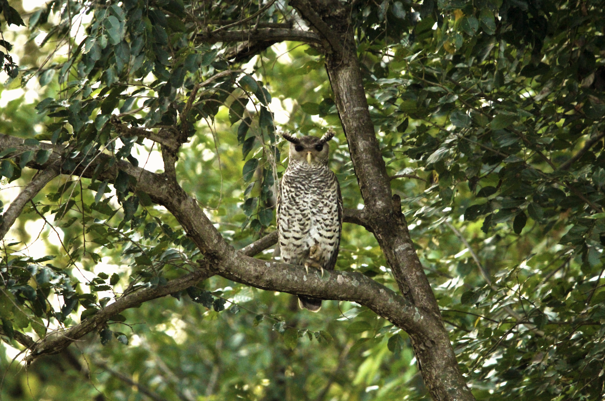 Spot-bellied Eagle-Owl - Sudarshan Shaw
