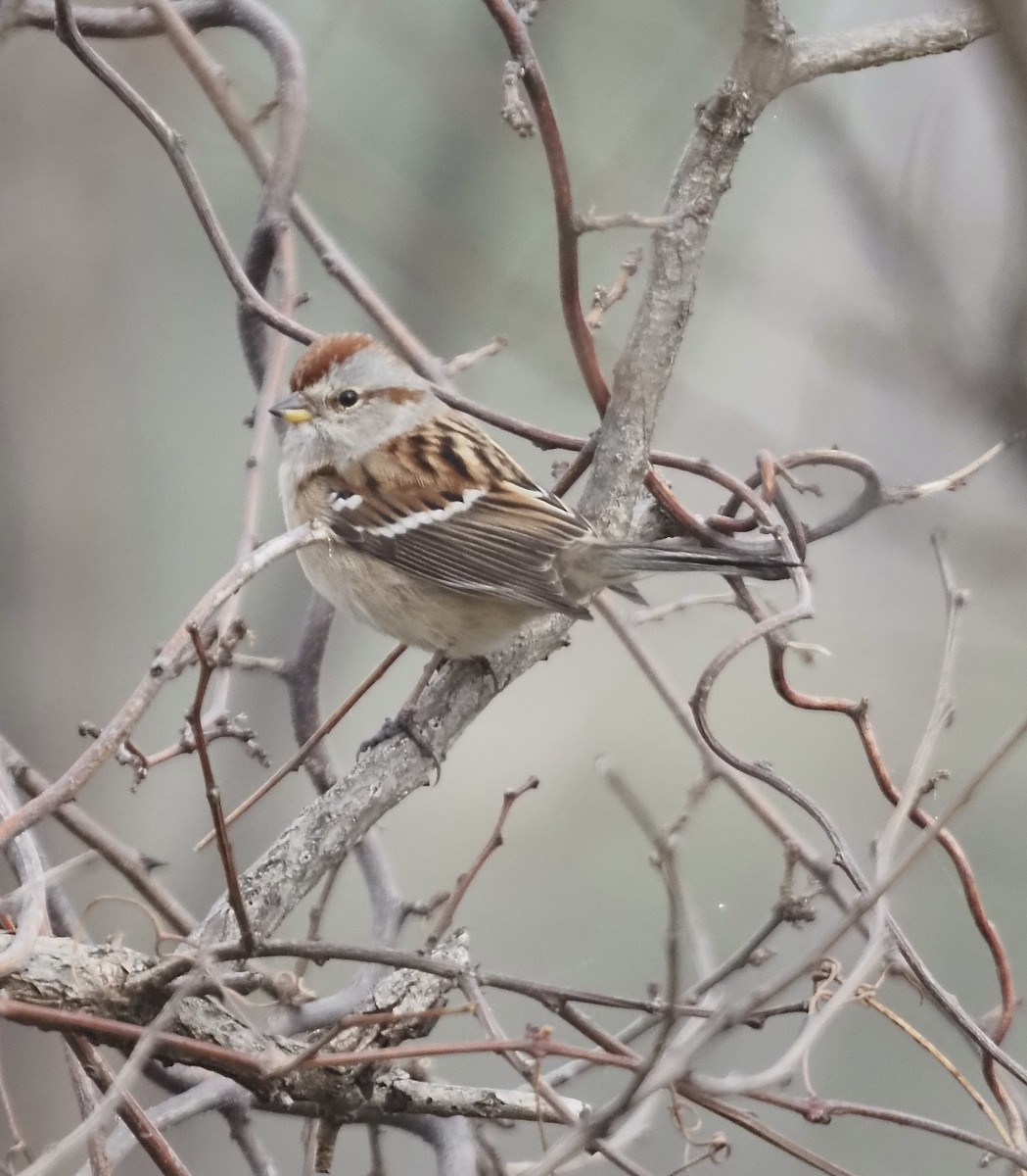 American Tree Sparrow - ML612114686