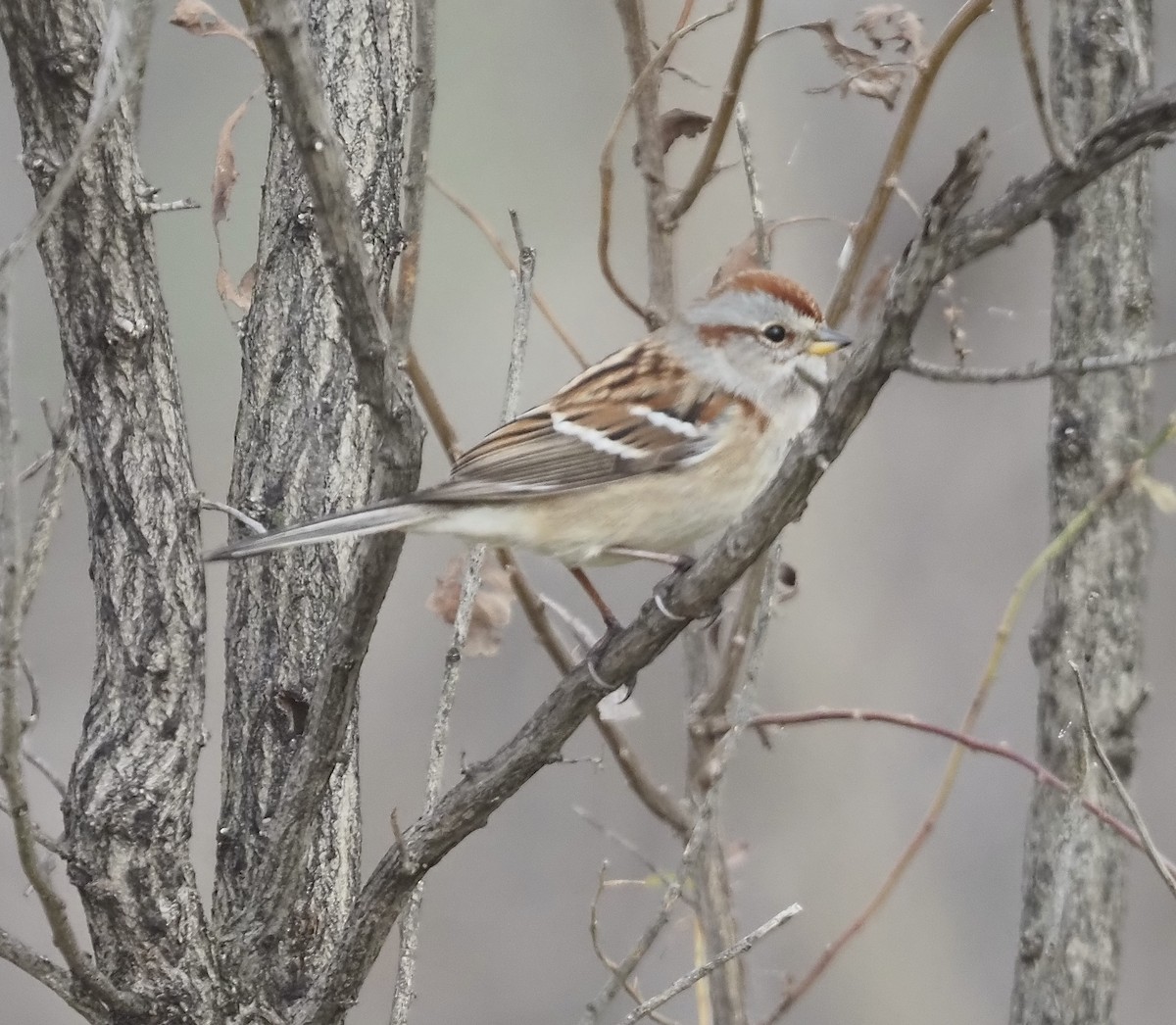 American Tree Sparrow - ML612114713