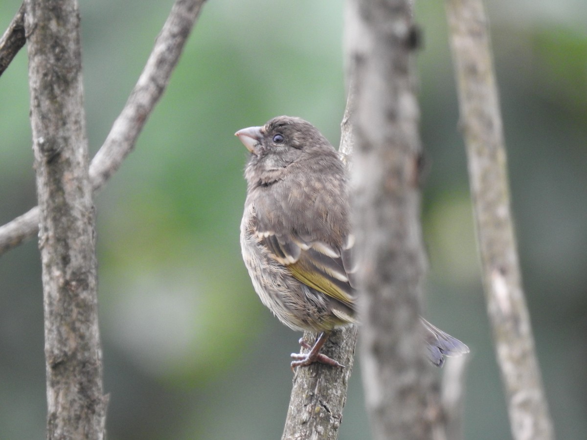 Thick-billed Seedeater - ML612114748
