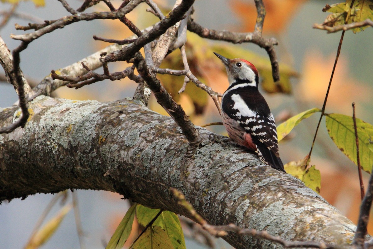 Middle Spotted Woodpecker - Pavlos Andriopoulos