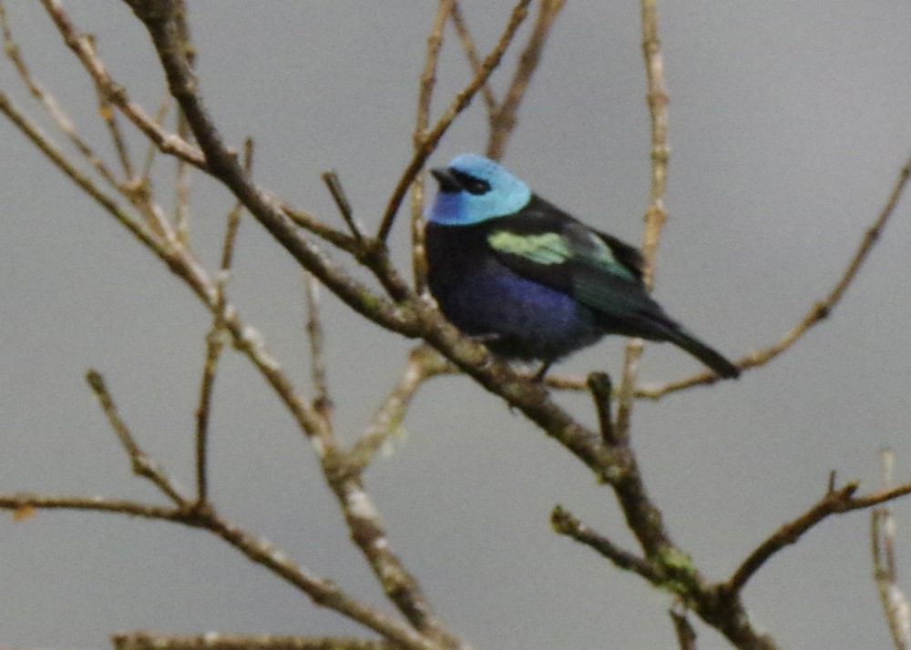 Blue-necked Tanager - ML612115053