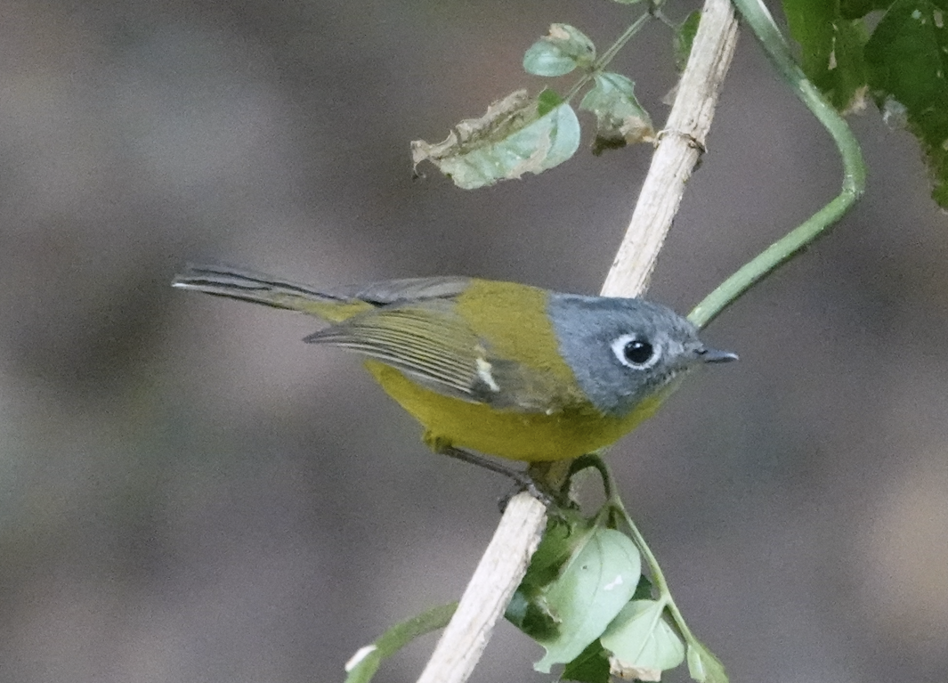 Gray-cheeked Warbler - ML612115076