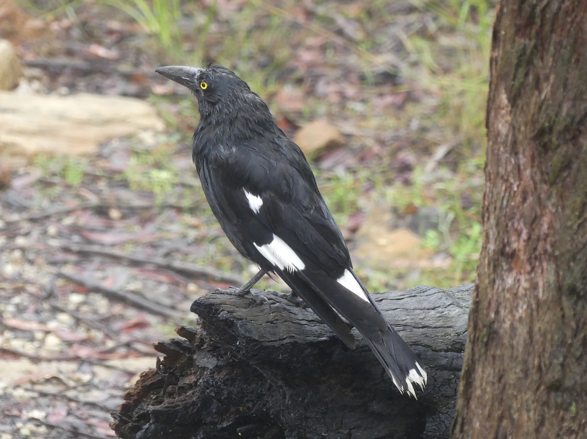 Pied Currawong - ML612115370