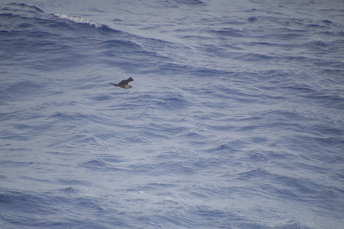 Wedge-tailed Shearwater - Guillaume Calcagni