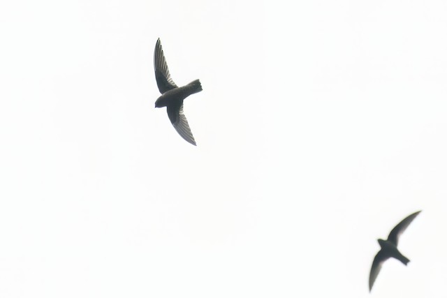 Gray-rumped Swift