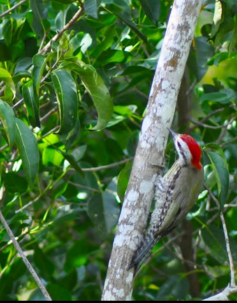 Cuban Green Woodpecker - ML612116057