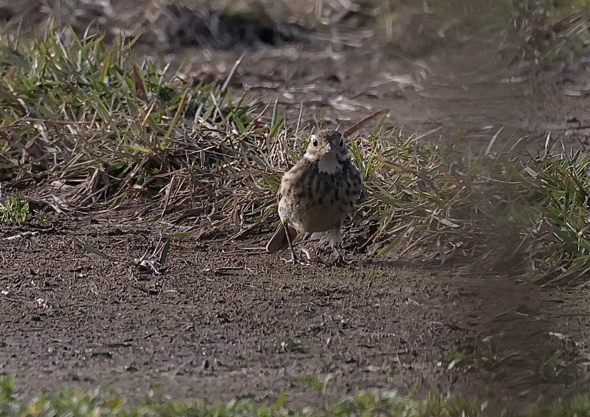eBird Checklist 7 Dec 2023 Ft McCoy Sod Farms 7 species