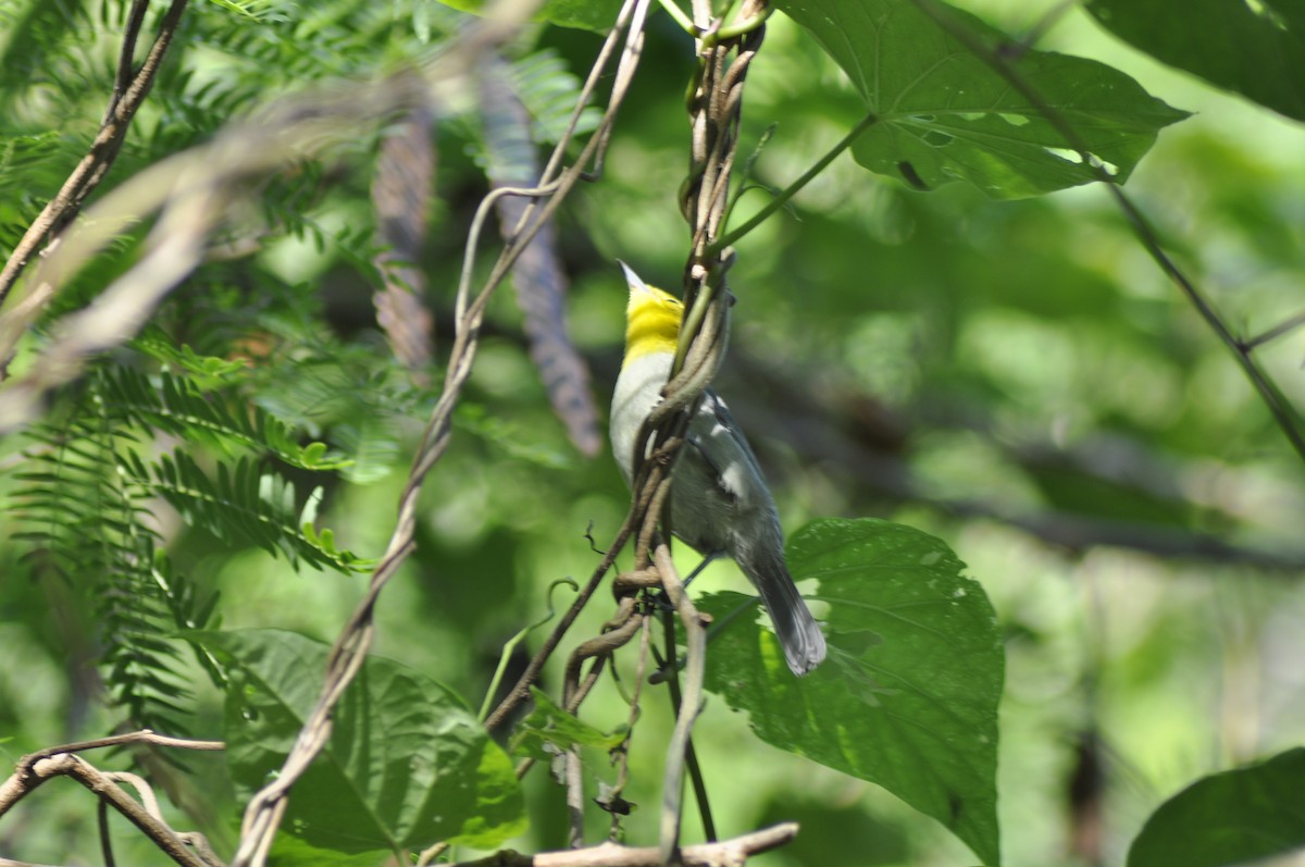 Yellow-headed Warbler - ML612116080
