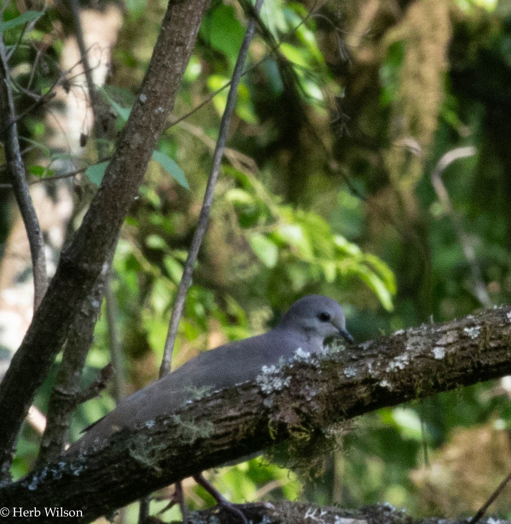 Large-tailed Dove - ML612116415
