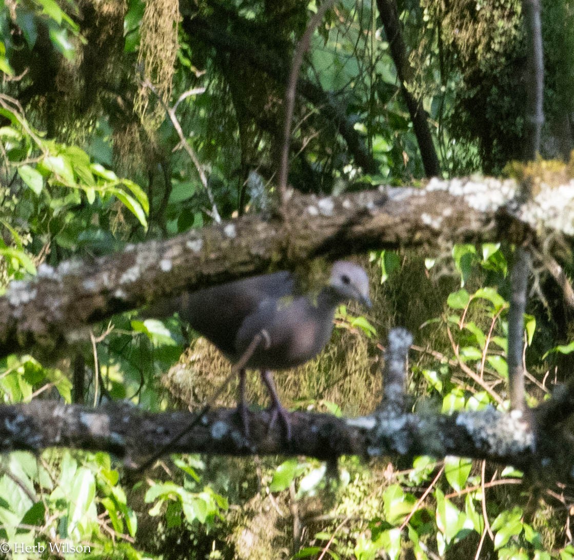 Large-tailed Dove - ML612116416