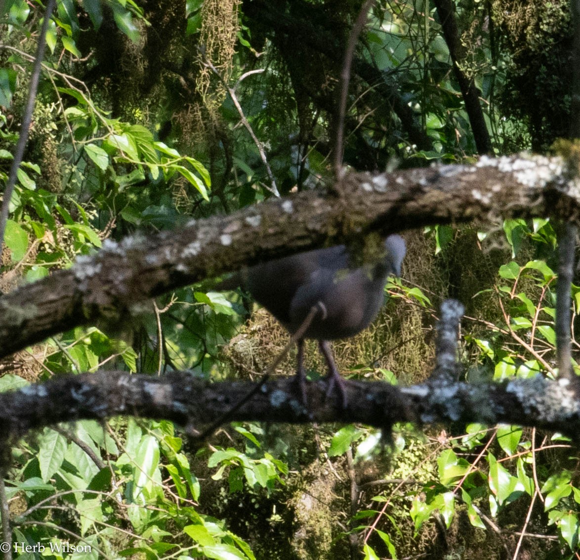 Large-tailed Dove - ML612116417