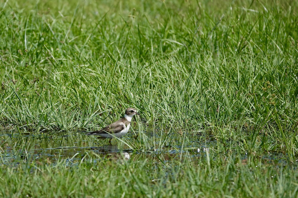 Semipalmated Plover - ML612116560