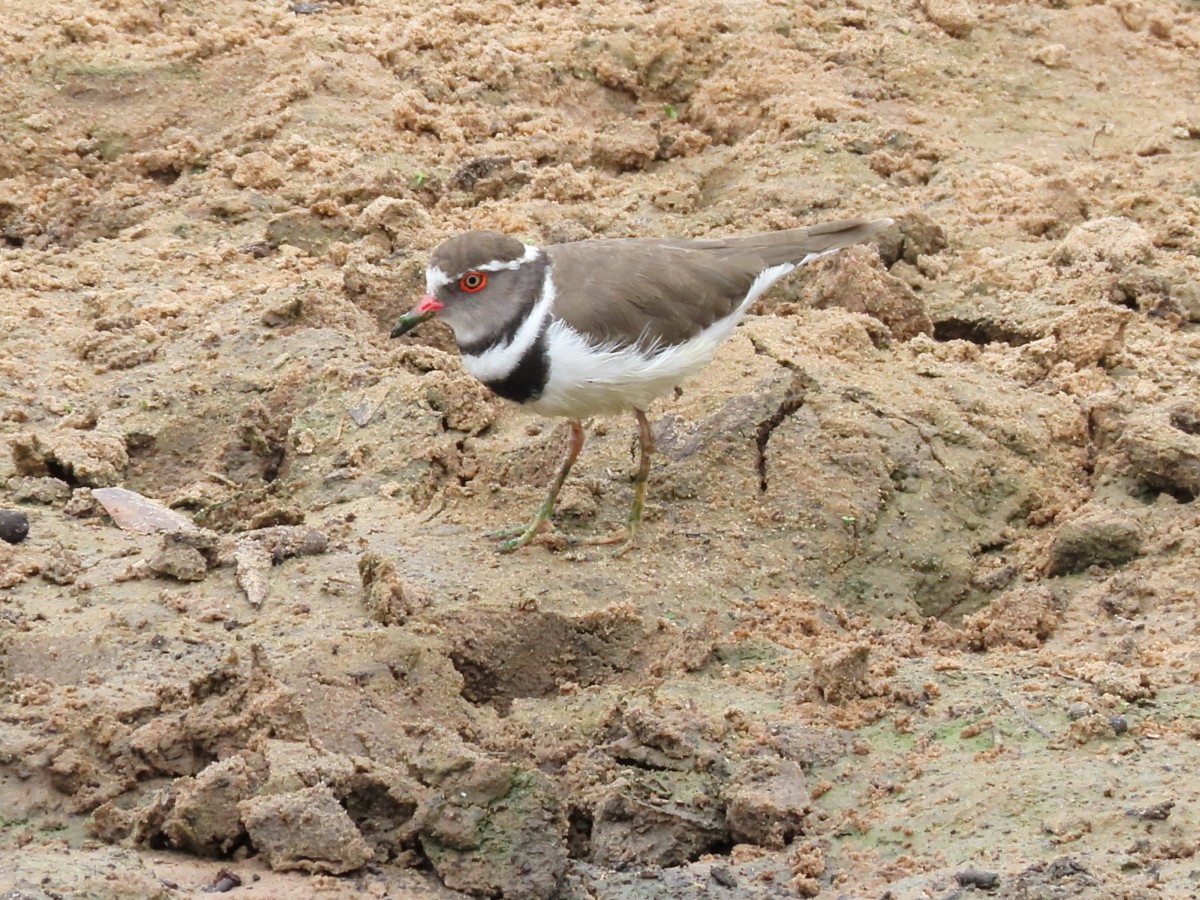 Three-banded Plover - ML612116597