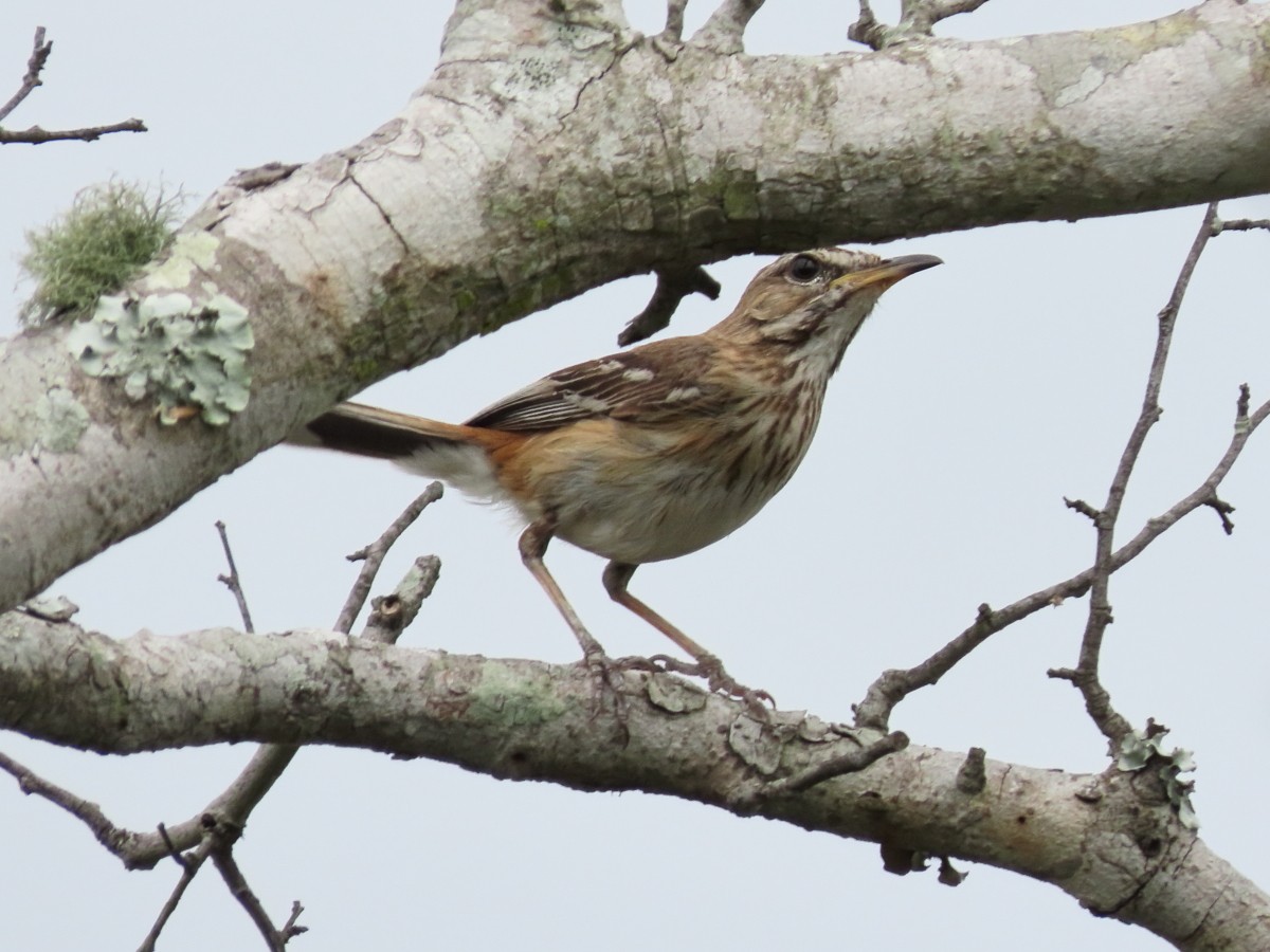 Red-backed Scrub-Robin (Red-backed) - ML612116718