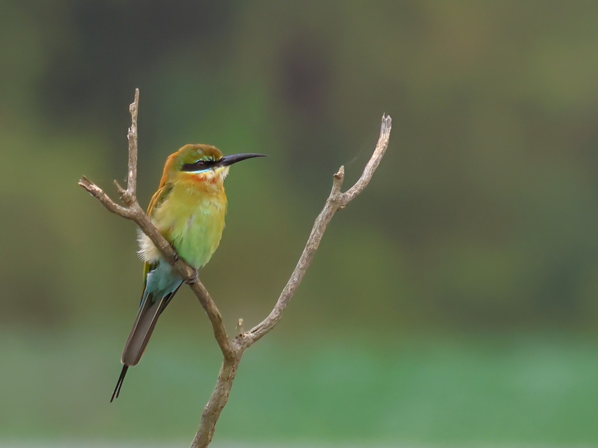 Blue-tailed Bee-eater - Vikram S