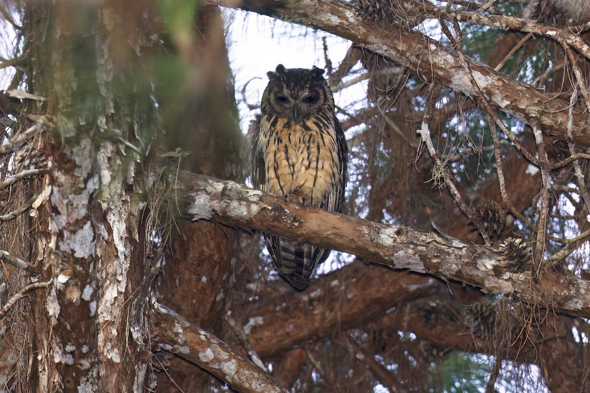 Madagascar Owl - ML612117021