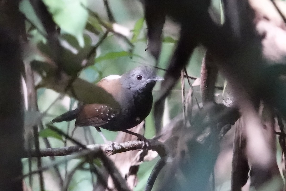Black-throated Antbird - ML612117134