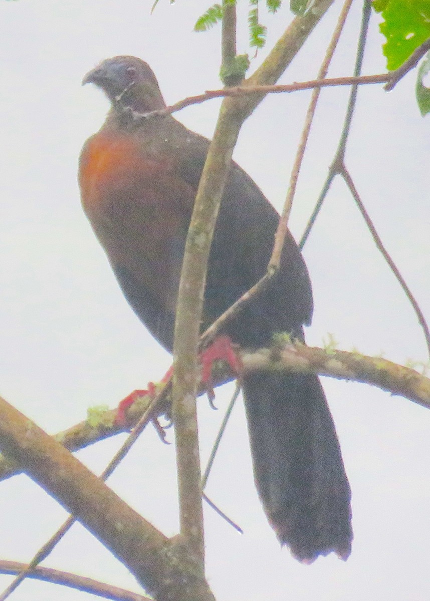 Sickle-winged Guan - ML612117183