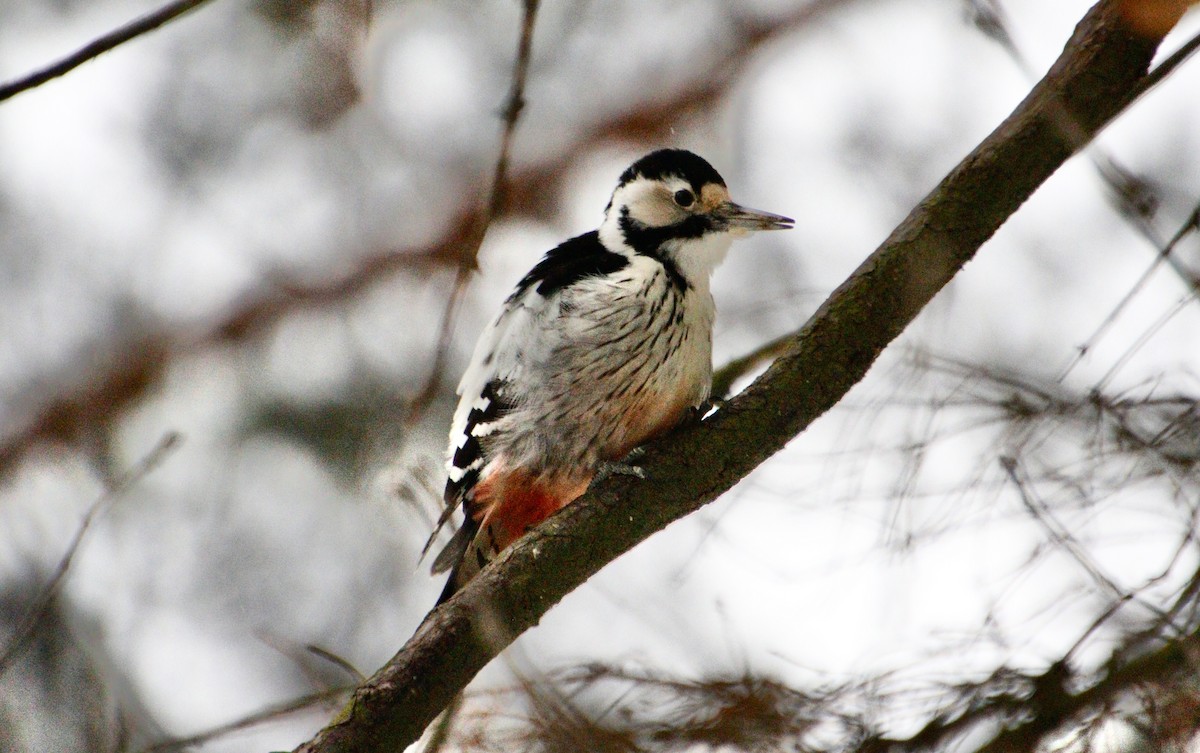 White-backed Woodpecker (White-backed) - ML612117435