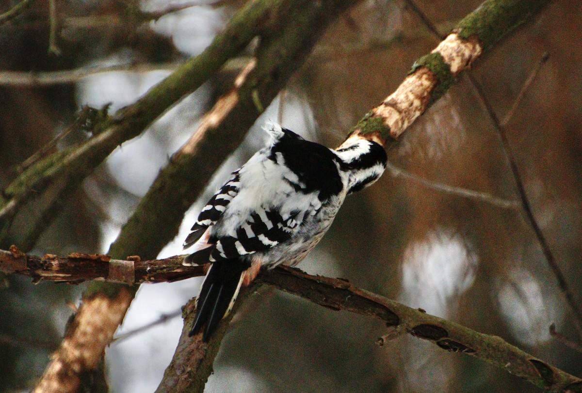 White-backed Woodpecker (White-backed) - ML612117436
