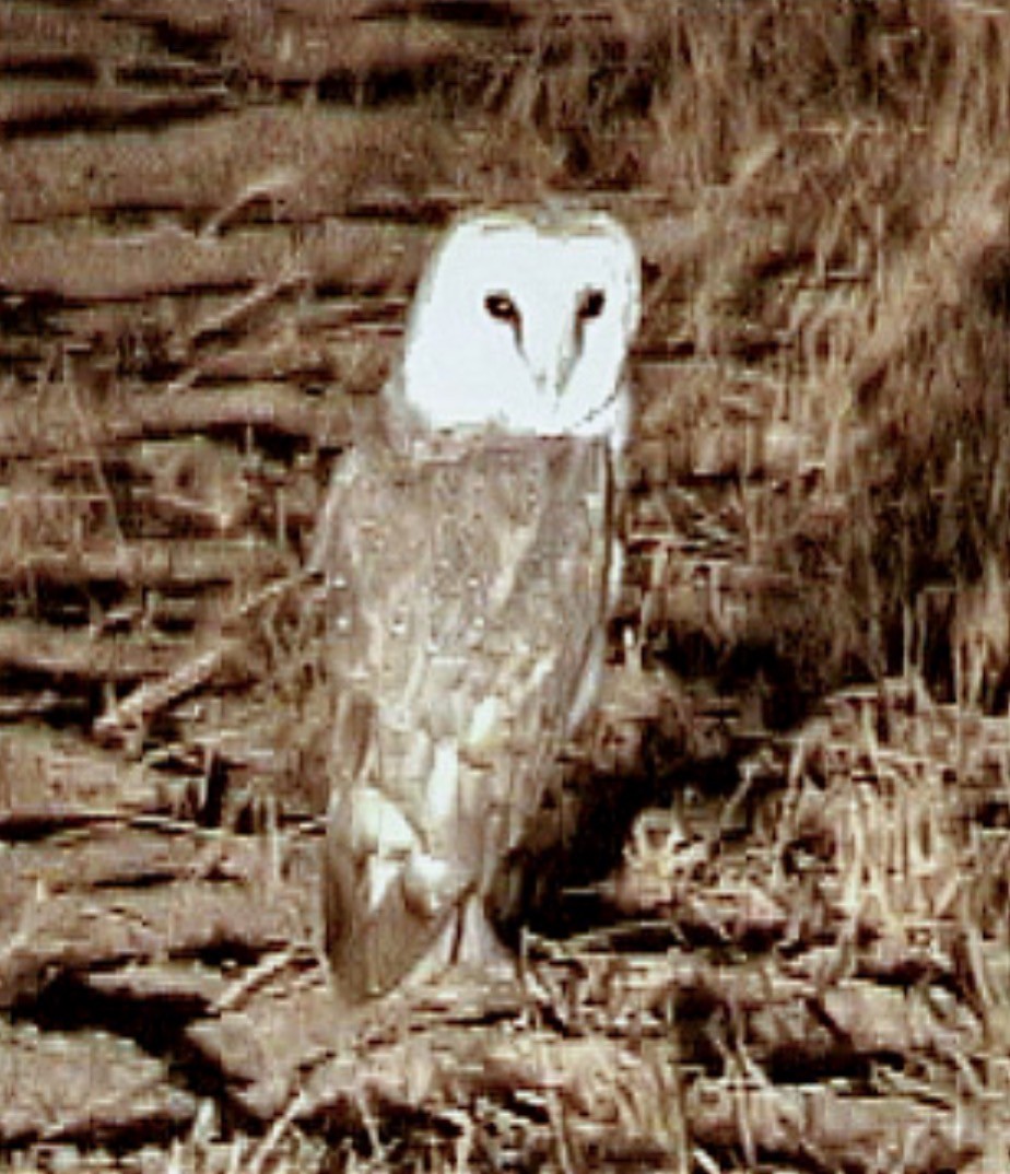 Barn Owl (Eastern) - ML612118339