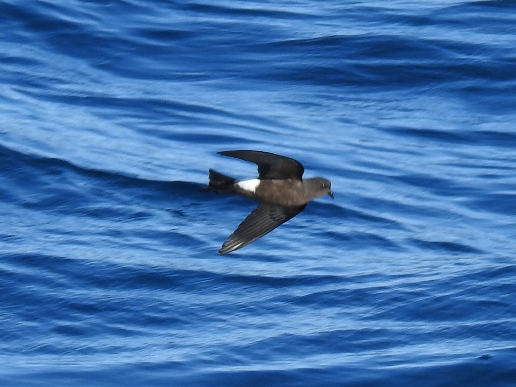 黃蹼洋海燕 - ML612118478