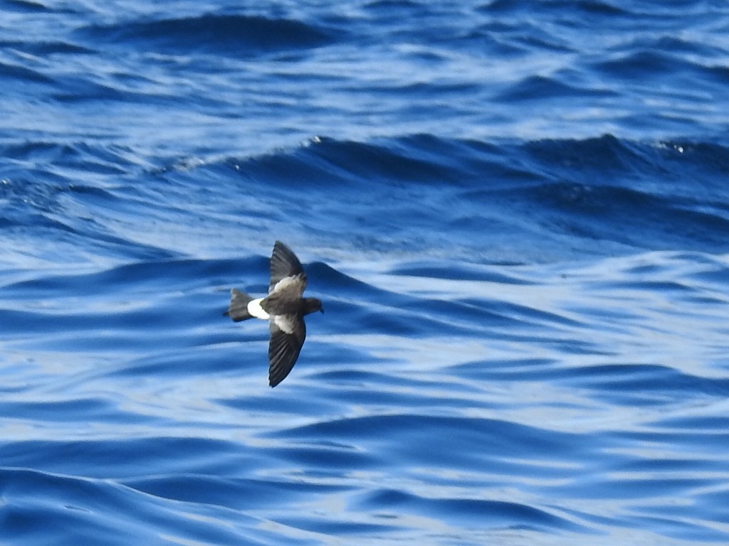 黃蹼洋海燕 - ML612118482