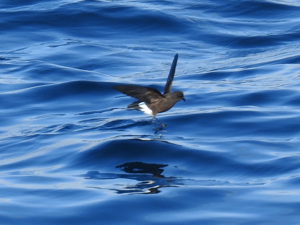 黃蹼洋海燕 - ML612118483