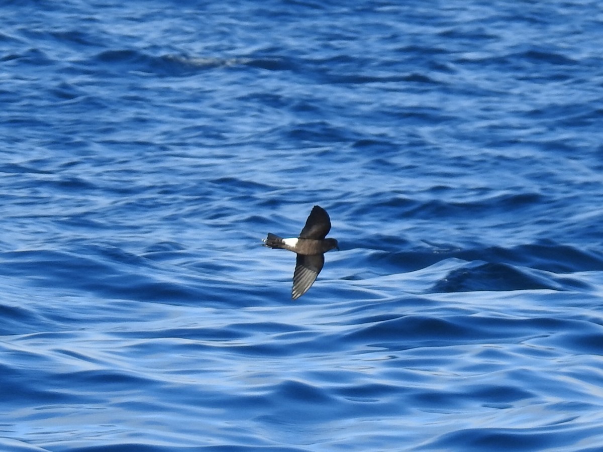 黃蹼洋海燕 - ML612118484