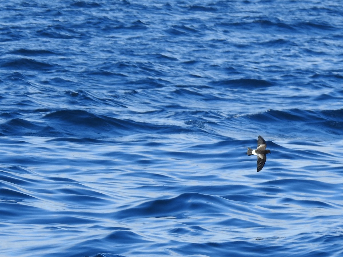黃蹼洋海燕 - ML612118485