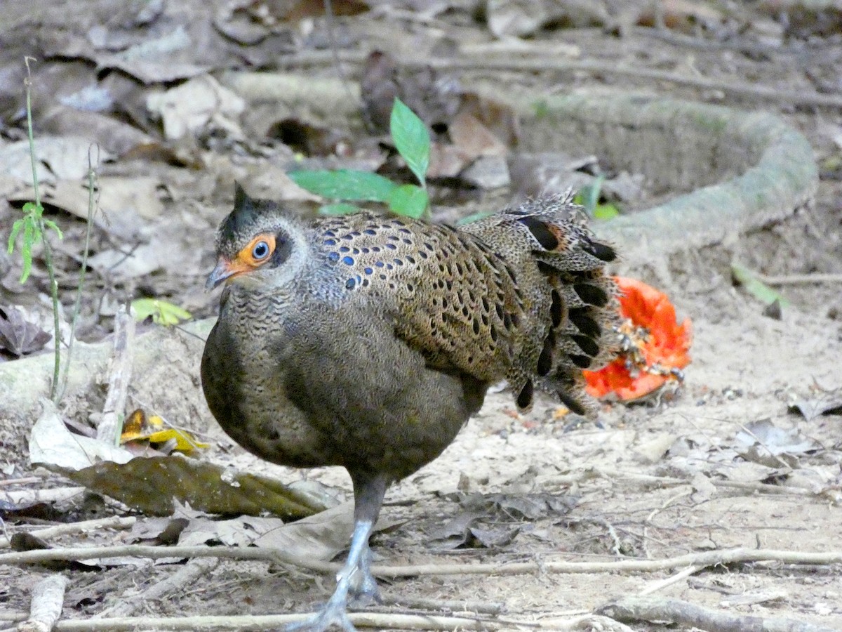 Malayan Peacock-Pheasant - ML612119131