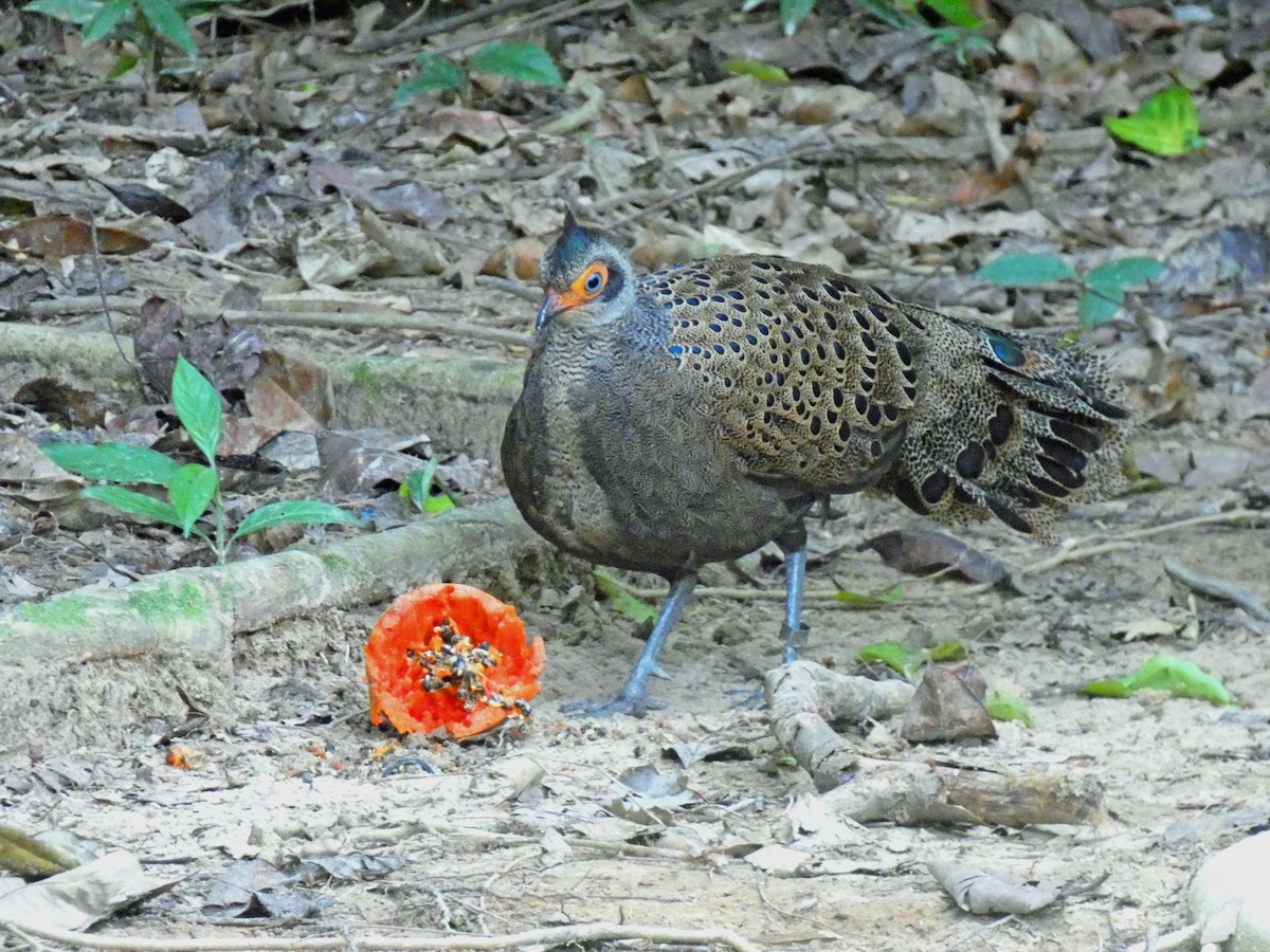Malayan Peacock-Pheasant - ML612119132
