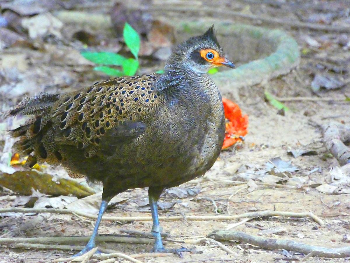 Malayan Peacock-Pheasant - ML612119133