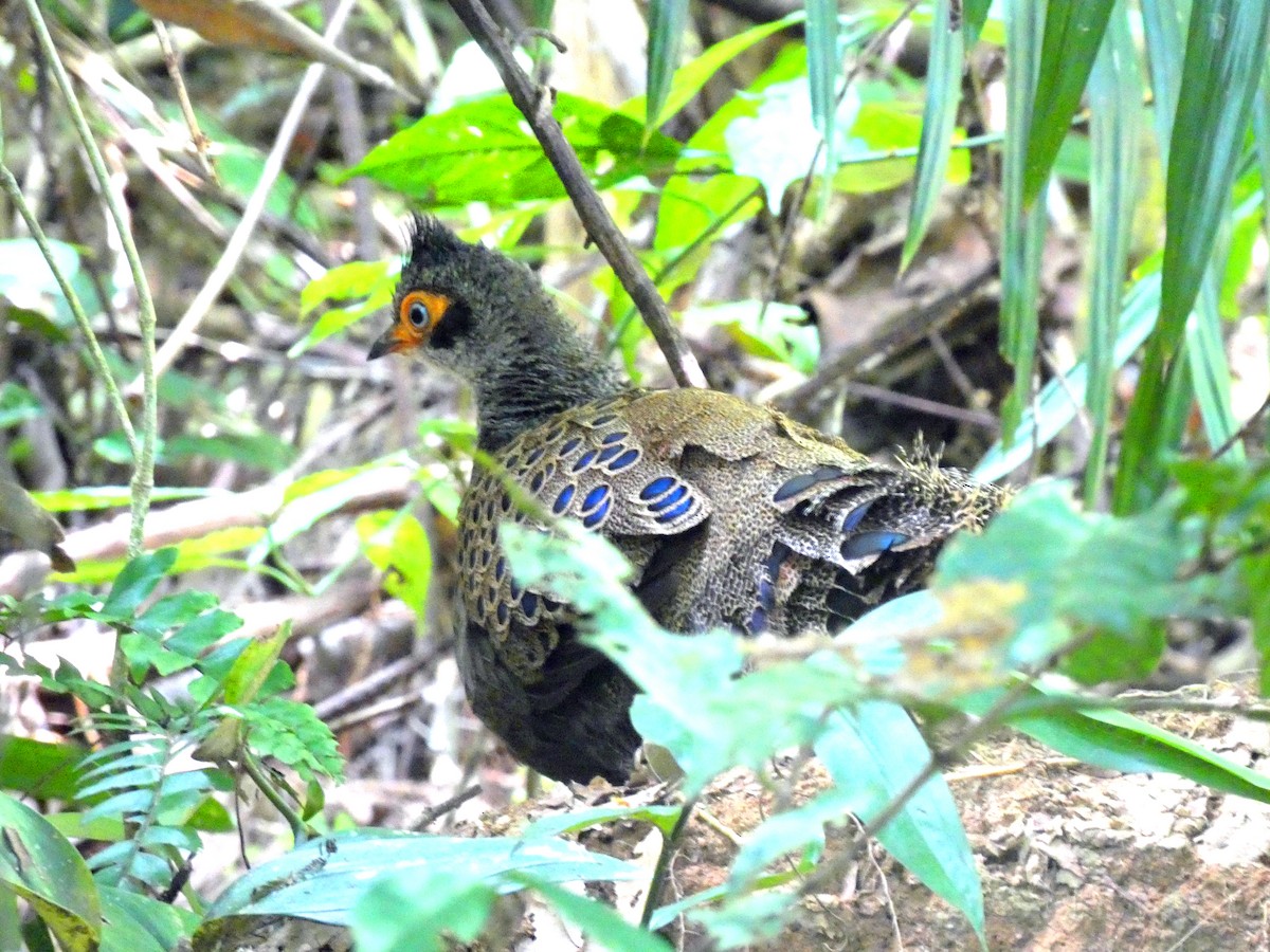 Malayan Peacock-Pheasant - ML612119134