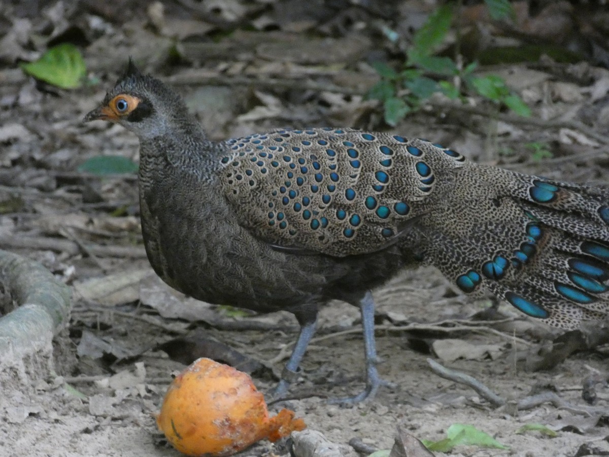 Malayan Peacock-Pheasant - Stephen and Felicia Cook
