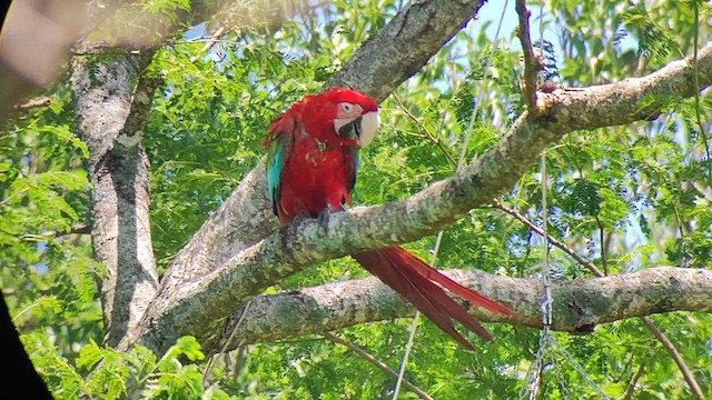 Red-and-green Macaw - ML612119467