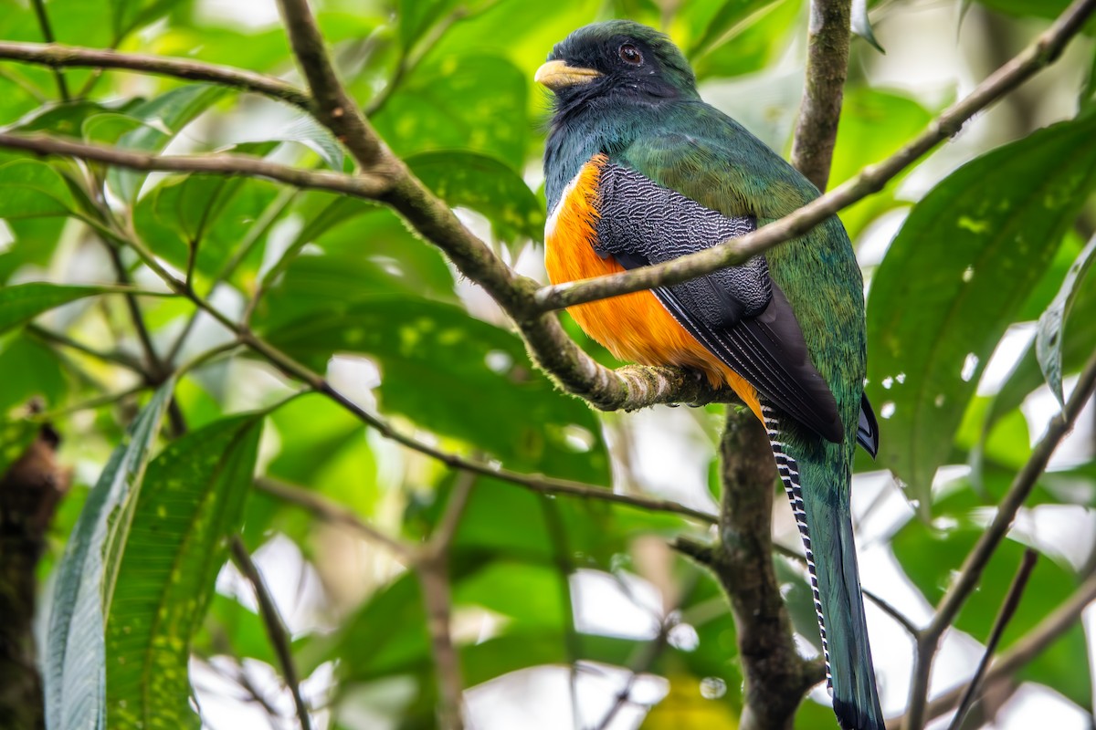 eBird Checklist 2 Dec 2023 San Luis Canopy 17 species