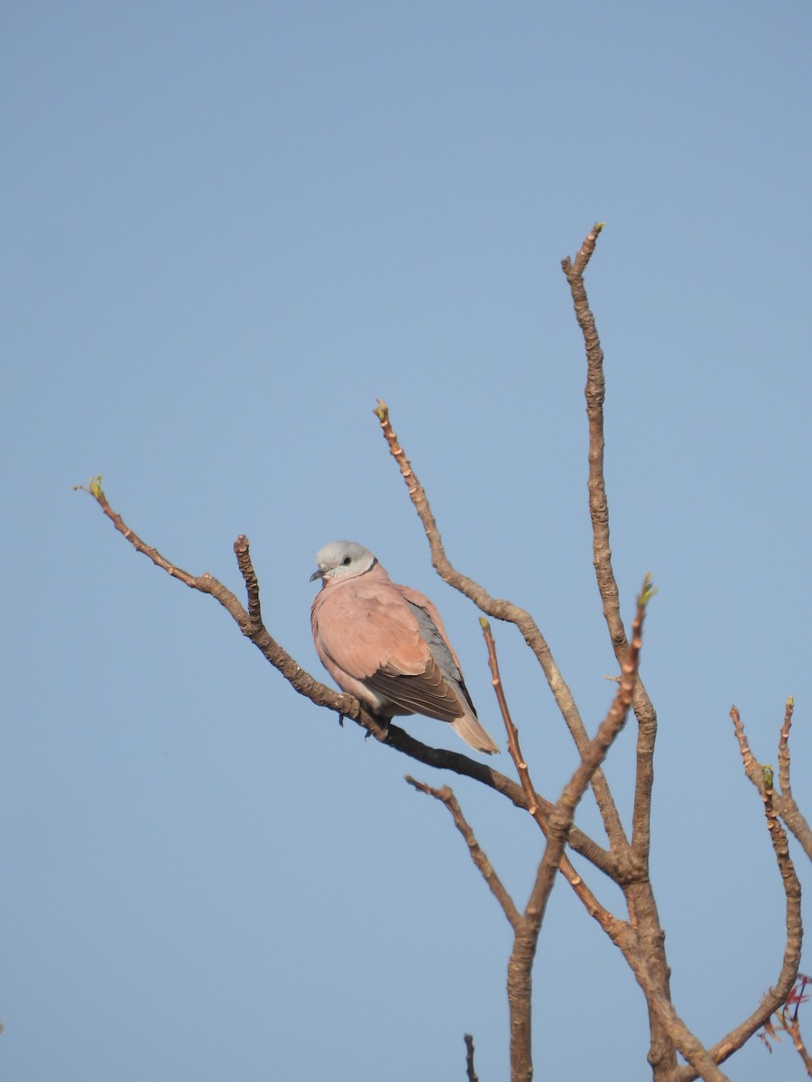 Red Collared-Dove - ML612119614