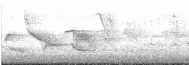 House Wren - ML612119936