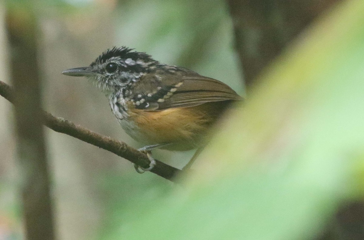 Rondonia Warbling-Antbird - ML612120051