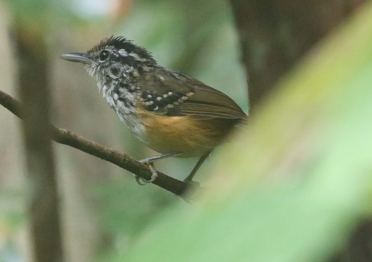 Rondonia Warbling-Antbird - ML612120052