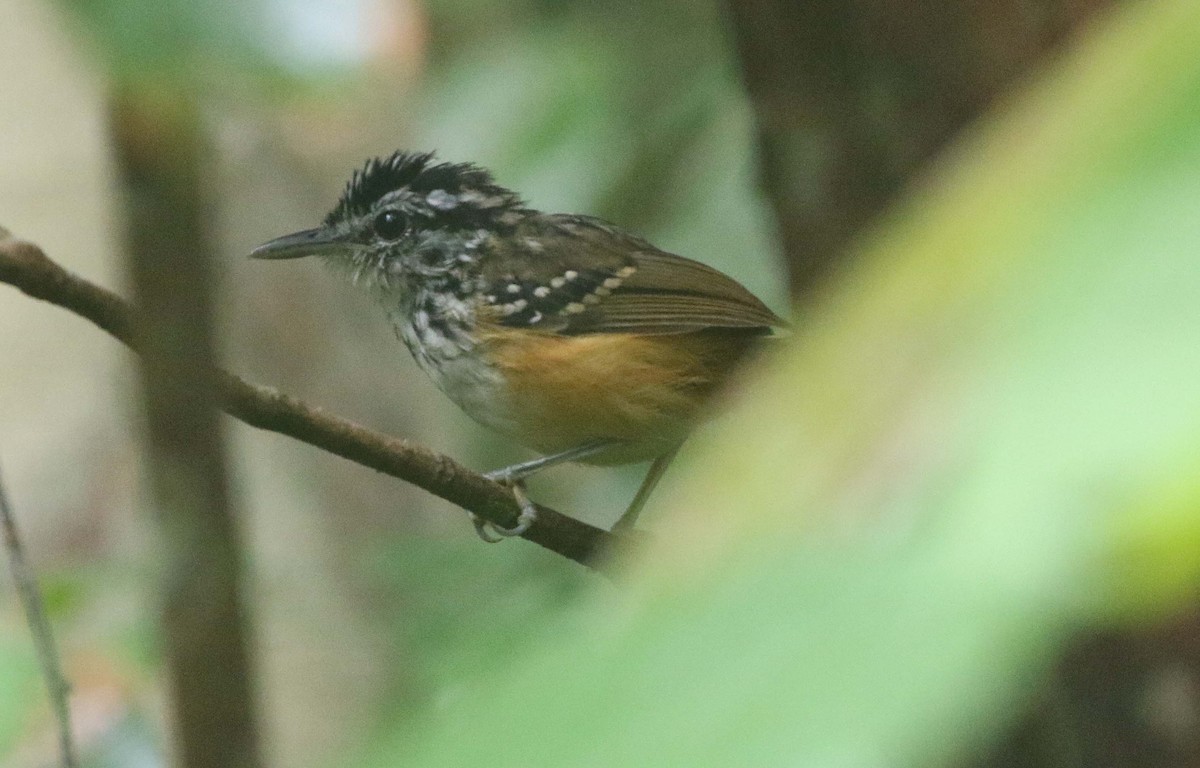 Rondonia Warbling-Antbird - ML612120053